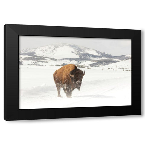 Bull Bison near Swan Lake, Yellowstone National Park Black Modern Wood Framed Art Print by The Yellowstone Collection