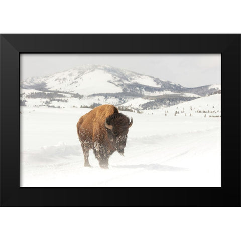 Bull Bison near Swan Lake, Yellowstone National Park Black Modern Wood Framed Art Print by The Yellowstone Collection