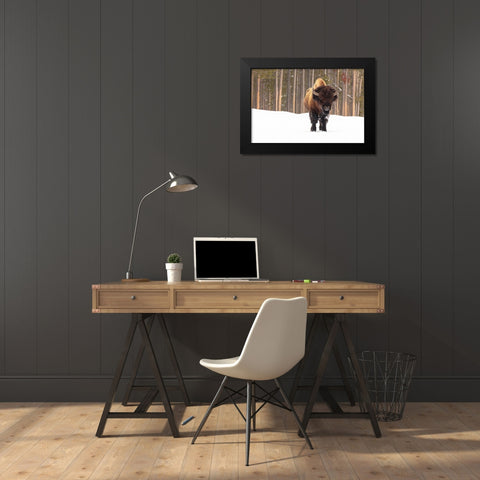 Bull Bison near Madison Junction, Yellowstone National Park Black Modern Wood Framed Art Print by Frank, Jacob W.