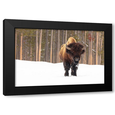 Bull Bison near Madison Junction, Yellowstone National Park Black Modern Wood Framed Art Print with Double Matting by Frank, Jacob W.