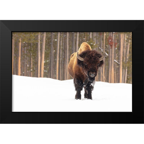 Bull Bison near Madison Junction, Yellowstone National Park Black Modern Wood Framed Art Print by Frank, Jacob W.