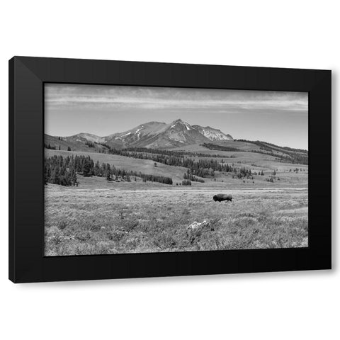 Bull Bison at Swan Lake, Yellowstone National Park Black Modern Wood Framed Art Print with Double Matting by Frank, Jacob W.