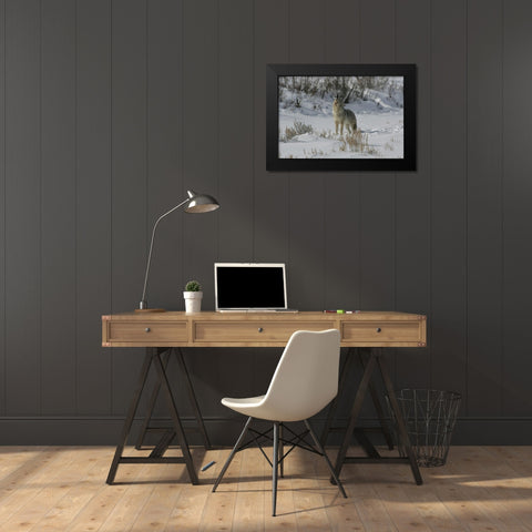 Coyote Howling in Lamar Valley, Yellowstone National Park Black Modern Wood Framed Art Print by The Yellowstone Collection