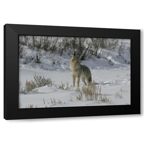Coyote Howling in Lamar Valley, Yellowstone National Park Black Modern Wood Framed Art Print with Double Matting by The Yellowstone Collection