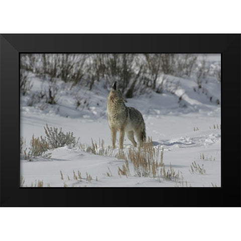 Coyote Howling in Lamar Valley, Yellowstone National Park Black Modern Wood Framed Art Print by The Yellowstone Collection