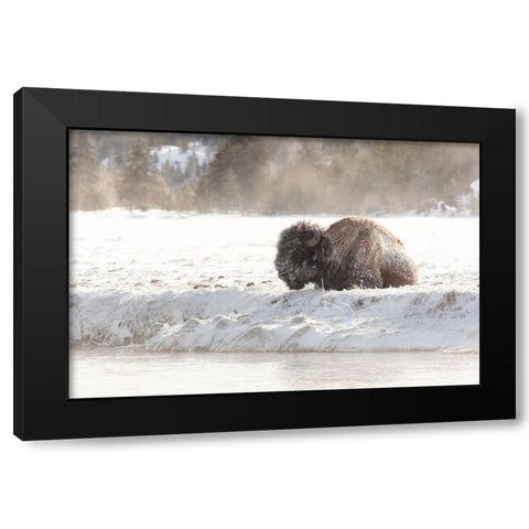 Bison at the Madison River, Yellowstone National Park Black Modern Wood Framed Art Print by Frank, Jacob W.