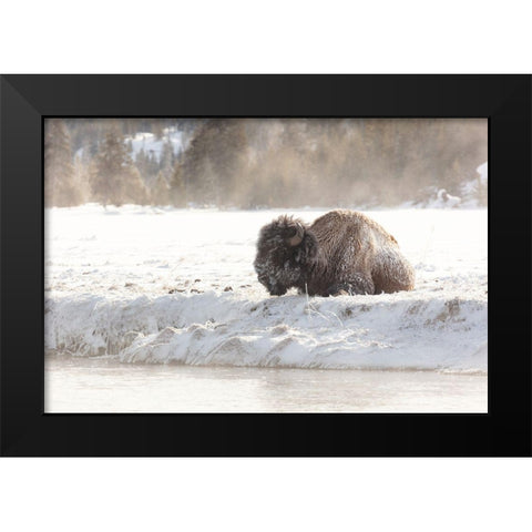 Bison at the Madison River, Yellowstone National Park Black Modern Wood Framed Art Print by Frank, Jacob W.