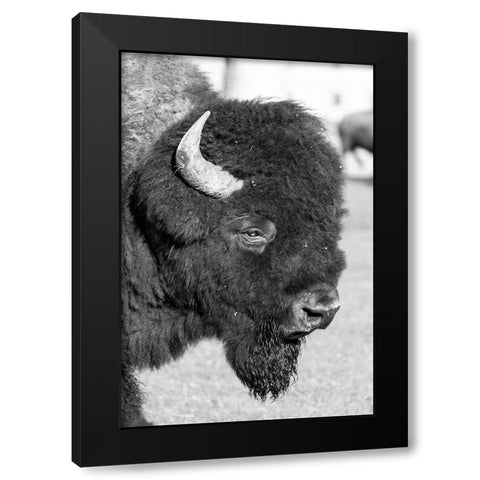 Bull Bison in Mammoth Hot Springs, Yellowstone National Park Black Modern Wood Framed Art Print by Frank, Jacob W.