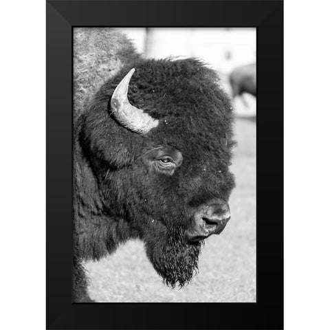 Bull Bison in Mammoth Hot Springs, Yellowstone National Park Black Modern Wood Framed Art Print by Frank, Jacob W.