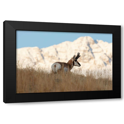 A Pronghorn near Electric Peak, Yellowstone National Park Black Modern Wood Framed Art Print by Frank, Jacob W.