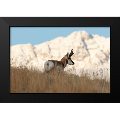 A Pronghorn near Electric Peak, Yellowstone National Park Black Modern Wood Framed Art Print by Frank, Jacob W.