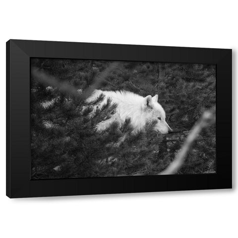 Female wolf of the Canyon pack, Yellowstone National Park Black Modern Wood Framed Art Print with Double Matting by Herbert, Neal