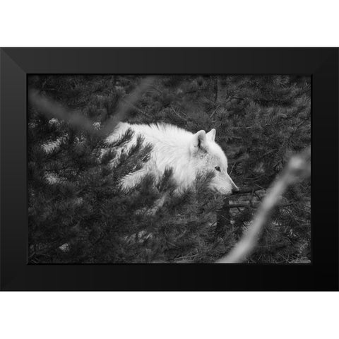 Female wolf of the Canyon pack, Yellowstone National Park Black Modern Wood Framed Art Print by Herbert, Neal