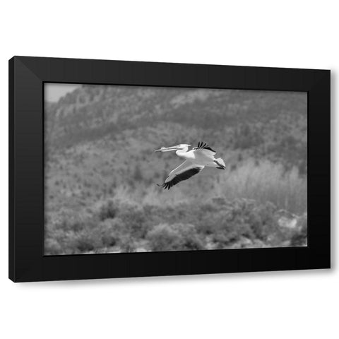American white pelican, Yellowstone National Park Black Modern Wood Framed Art Print with Double Matting by Frank, Jacob W.