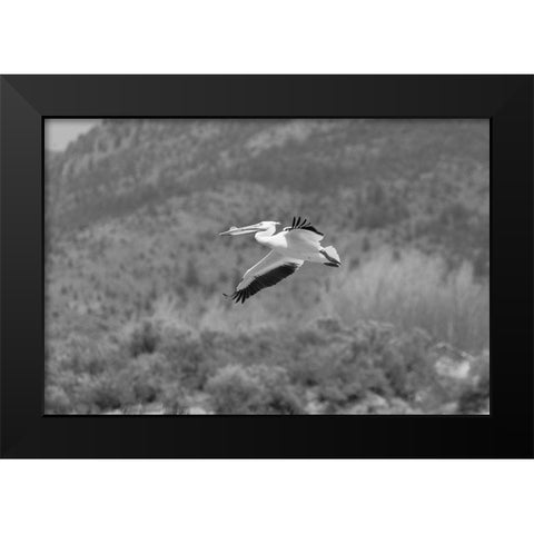 American white pelican, Yellowstone National Park Black Modern Wood Framed Art Print by Frank, Jacob W.