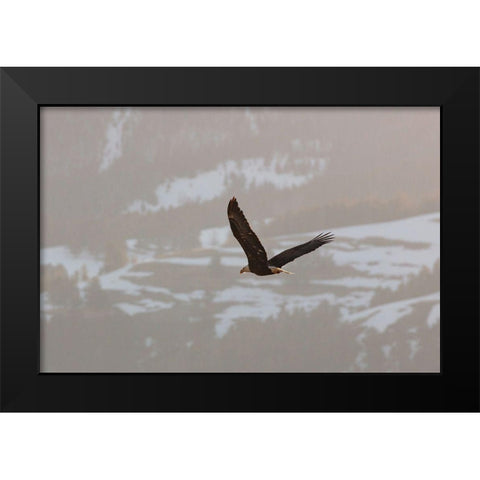 Bald Eagle over Soda Butte Creek, Yellowstone National Park Black Modern Wood Framed Art Print by Frank, Jacob W.