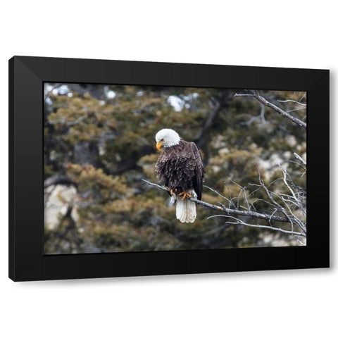 Bald Eagle near Gardner Canyon, Yellowstone National Park Black Modern Wood Framed Art Print with Double Matting by Frank, Jacob W.