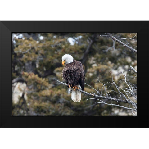 Bald Eagle near Gardner Canyon, Yellowstone National Park Black Modern Wood Framed Art Print by Frank, Jacob W.
