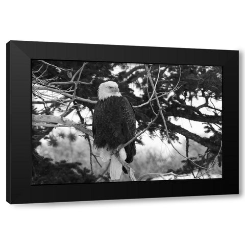 Bald Eagle above the Gardner River, Yellowstone National Park Black Modern Wood Framed Art Print with Double Matting by Peaco, Jim