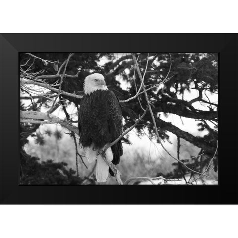 Bald Eagle above the Gardner River, Yellowstone National Park Black Modern Wood Framed Art Print by Peaco, Jim