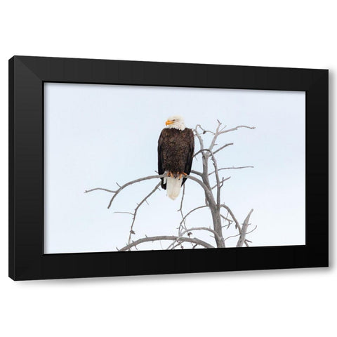 Bald Eagle near the Yellowstone River, Yellowstone National Park Black Modern Wood Framed Art Print with Double Matting by The Yellowstone Collection
