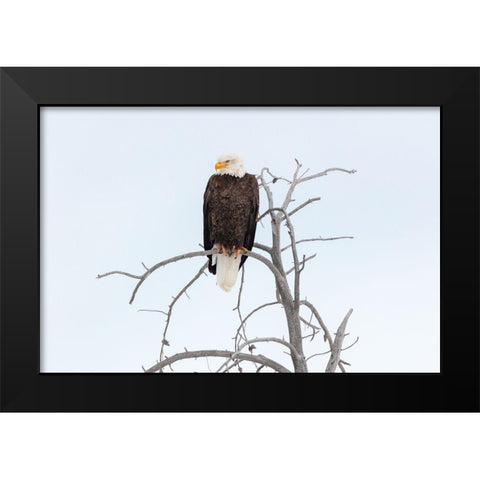 Bald Eagle near the Yellowstone River, Yellowstone National Park Black Modern Wood Framed Art Print by The Yellowstone Collection