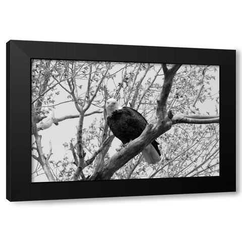 Bald Eagle perched near the Yellowstone River, Yellowstone National Park Black Modern Wood Framed Art Print by Frank, Jacob W.