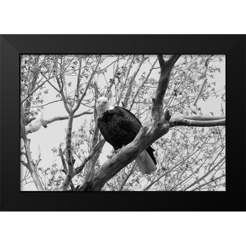 Bald Eagle perched near the Yellowstone River, Yellowstone National Park Black Modern Wood Framed Art Print by Frank, Jacob W.