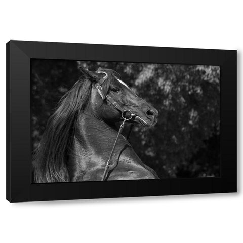 A Mighty Warrior Black Modern Wood Framed Art Print with Double Matting by The Yellowstone Collection