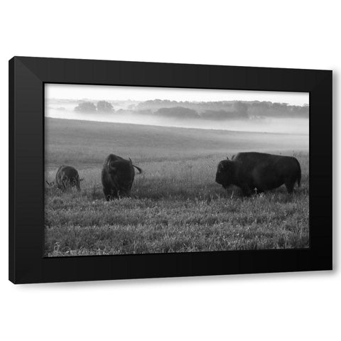 Roaming Bison Black Modern Wood Framed Art Print with Double Matting by The Yellowstone Collection