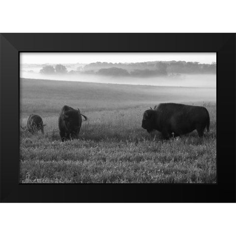 Roaming Bison Black Modern Wood Framed Art Print by The Yellowstone Collection