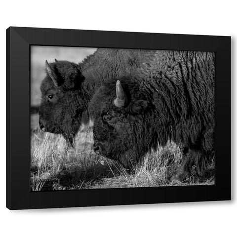 Bison Black Modern Wood Framed Art Print with Double Matting by The Yellowstone Collection