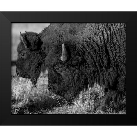 Bison Black Modern Wood Framed Art Print by The Yellowstone Collection
