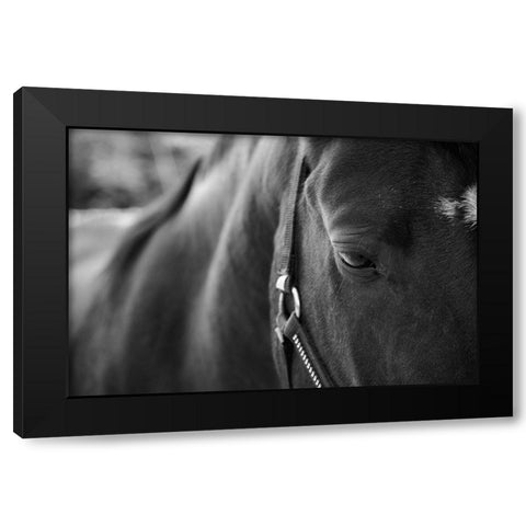 Black Beauty Black Modern Wood Framed Art Print by The Yellowstone Collection