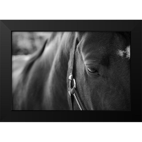 Black Beauty Black Modern Wood Framed Art Print by The Yellowstone Collection