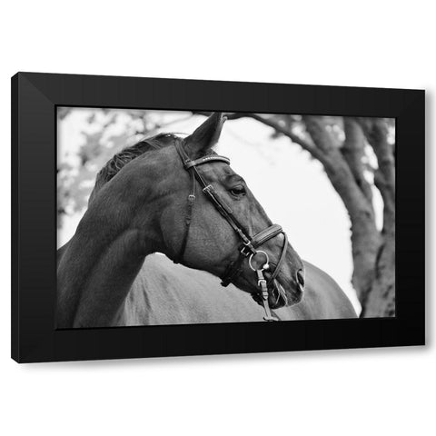 Chestnut horse Black Modern Wood Framed Art Print with Double Matting by The Yellowstone Collection