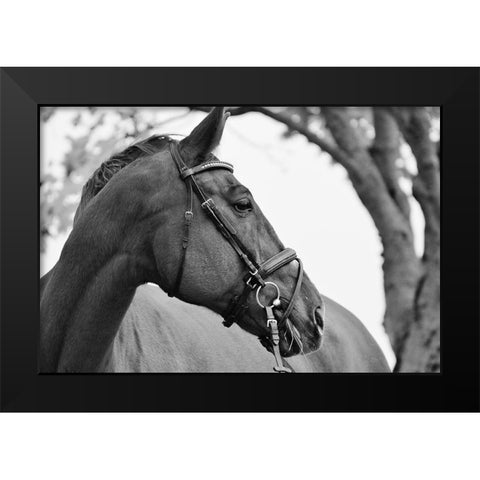Chestnut horse Black Modern Wood Framed Art Print by The Yellowstone Collection