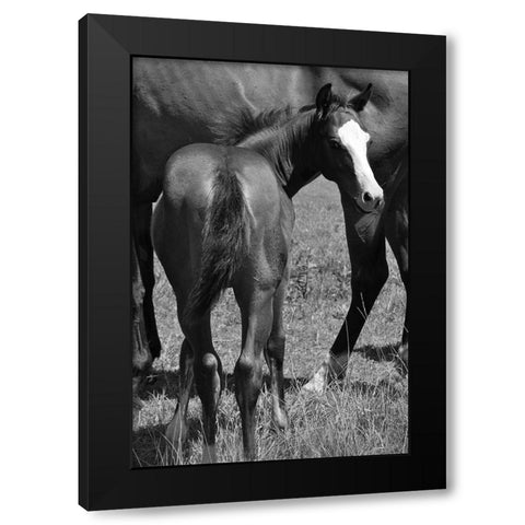 Foal and mare Black Modern Wood Framed Art Print with Double Matting by The Yellowstone Collection