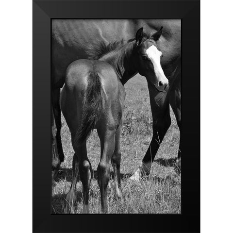 Foal and mare Black Modern Wood Framed Art Print by The Yellowstone Collection