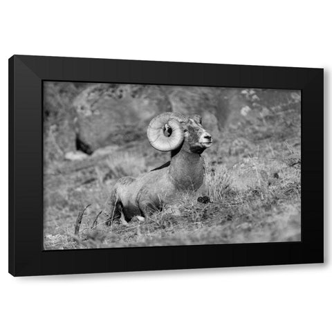 Bighorn Ram, Yellowstone National Park Black Modern Wood Framed Art Print with Double Matting by Frank, Jacob W.