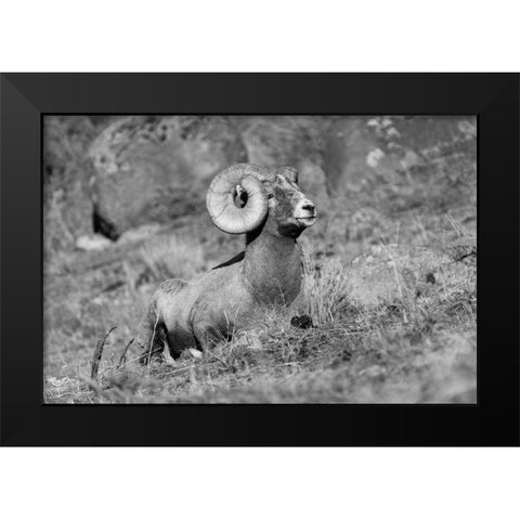 Bighorn Ram, Yellowstone National Park Black Modern Wood Framed Art Print by Frank, Jacob W.