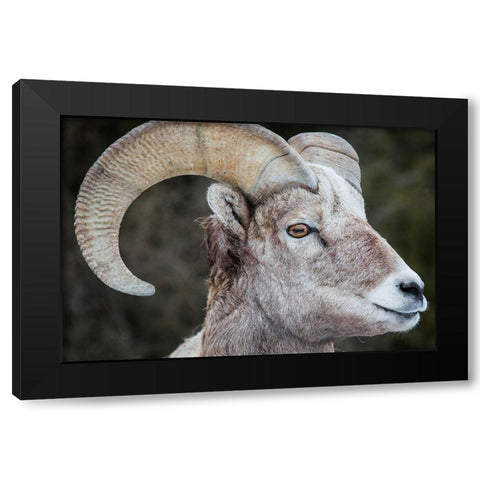 Bighorn Ram, Lamar Valley, Yellowstone National Park Black Modern Wood Framed Art Print with Double Matting by The Yellowstone Collection
