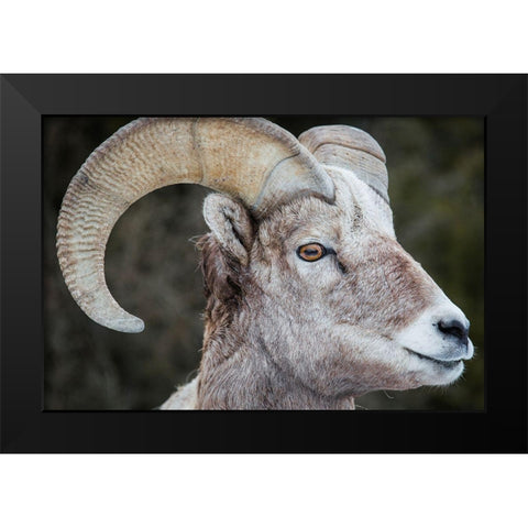 Bighorn Ram, Lamar Valley, Yellowstone National Park Black Modern Wood Framed Art Print by The Yellowstone Collection