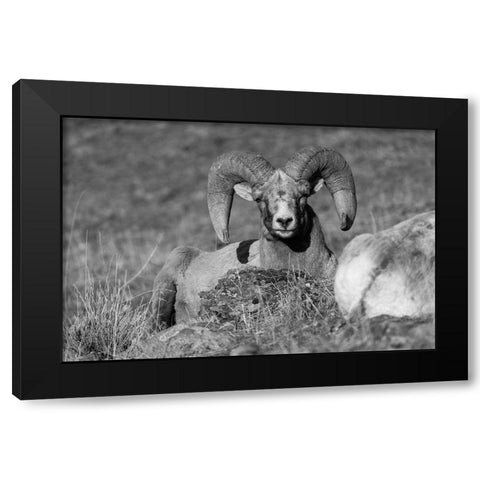 Bighorn Ram, Yellowstone National Park Black Modern Wood Framed Art Print with Double Matting by The Yellowstone Collection