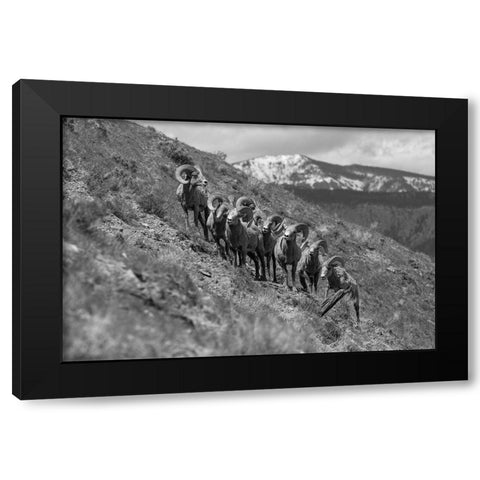 Bighorn Rams, Mount Everts, Yellowstone National Park Black Modern Wood Framed Art Print with Double Matting by Frank, Jacob W.