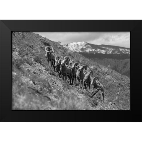 Bighorn Rams, Mount Everts, Yellowstone National Park Black Modern Wood Framed Art Print by Frank, Jacob W.