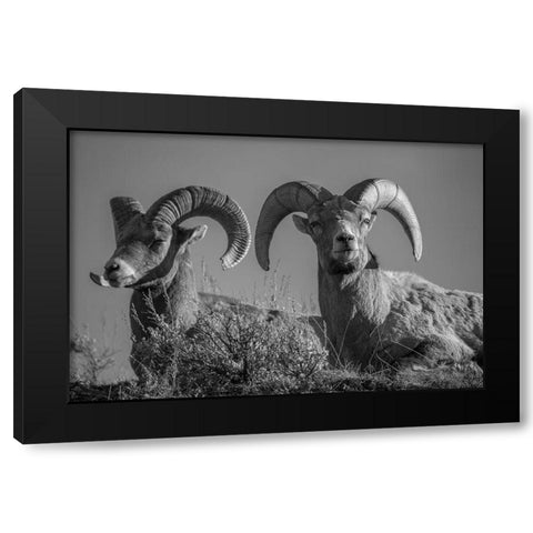 Bighorn Rams, Lamar Canyon, Yellowstone National Park Black Modern Wood Framed Art Print with Double Matting by The Yellowstone Collection