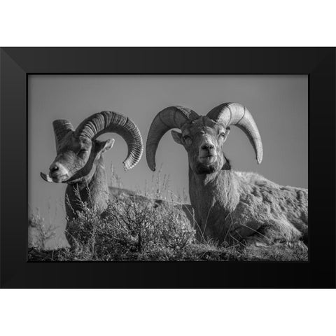 Bighorn Rams, Lamar Canyon, Yellowstone National Park Black Modern Wood Framed Art Print by The Yellowstone Collection