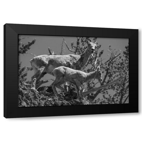 Bighorn Sheep, Mount Washburn, Yellowstone National Park Black Modern Wood Framed Art Print with Double Matting by Herbert, Neal