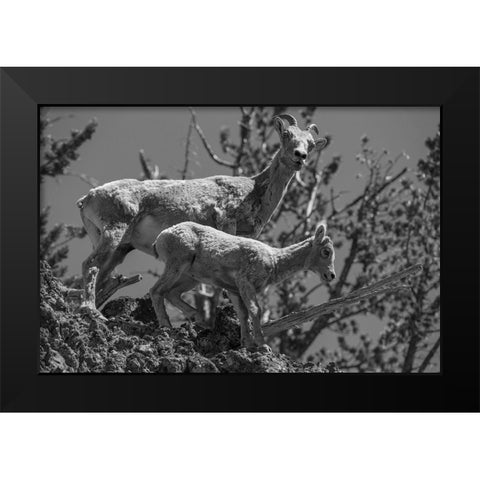 Bighorn Sheep, Mount Washburn, Yellowstone National Park Black Modern Wood Framed Art Print by Herbert, Neal